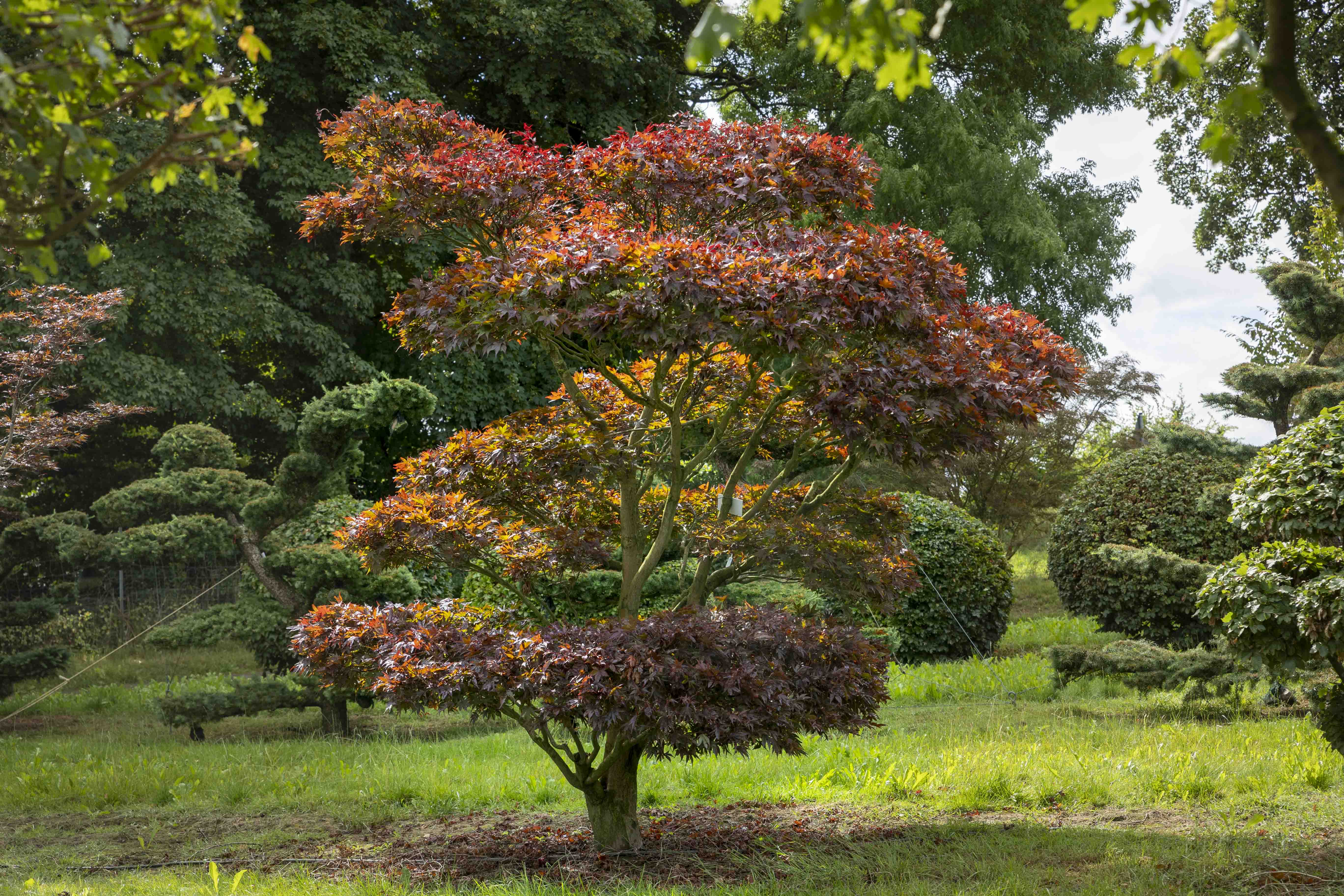 Acer palmatum 'Atropurpureum' Bonsai 